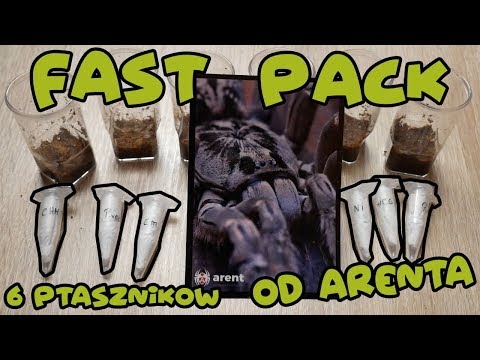 download lagu mp3 mp4 Fast Pack Box, download lagu Fast Pack Box gratis, unduh video klip Fast Pack Box