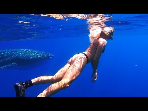 WHALE SHARK // Freediving with the biggest fish in the sea, 30m vis and good friends