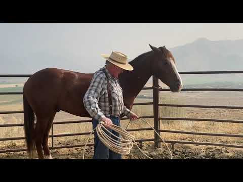 How to Rope Your Horse’s Feet When You Don’t Know How to Rope