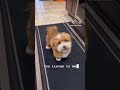 I Am Your Doggy Now Come Worship Me Puppy Dog Cutepuppy Cute