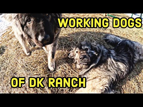 Our Sarplaninac Livestock Guardian Dogs | KRONK & PACHA