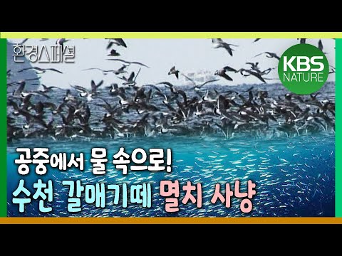 , title : '공중에서 물 속으로! 수천 갈매기떼 멸치 사냥 [환경스페셜- 바다의 탯줄, 모자반] / KBS 20060329 방송'