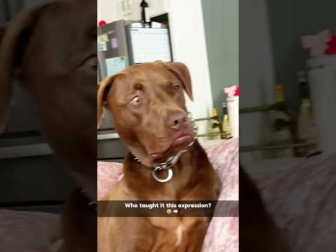 Dog’s Got That Drama Face 😹#funny #foryou #funnyanimal #pets #crazz #funnydog