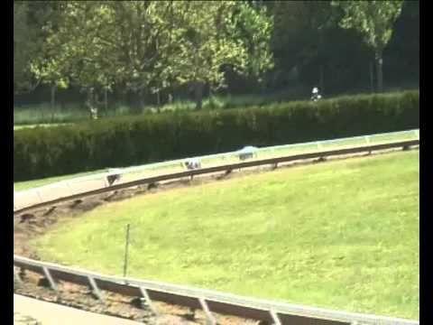 International Hungarian Championship 2011 - Greyhound sprint semifinal 2