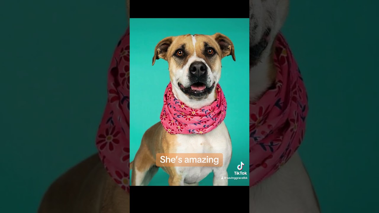 Enlarge Ruby, a Adoptable mixed breed in Lubbock, TX video 4/6