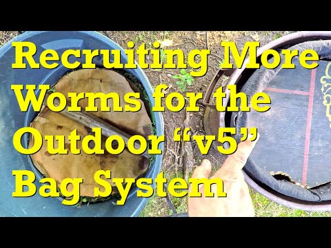 Outdoor worm bag 'v 5' gets extra recruits from compost barrel on day 104 - vermicompost