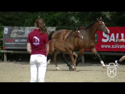 RD019CH Hengstfohlen von Cascadello I - Contender - Lancer II