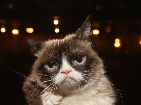 Internet-Famous Grumpy Cat Dies at Age 7
