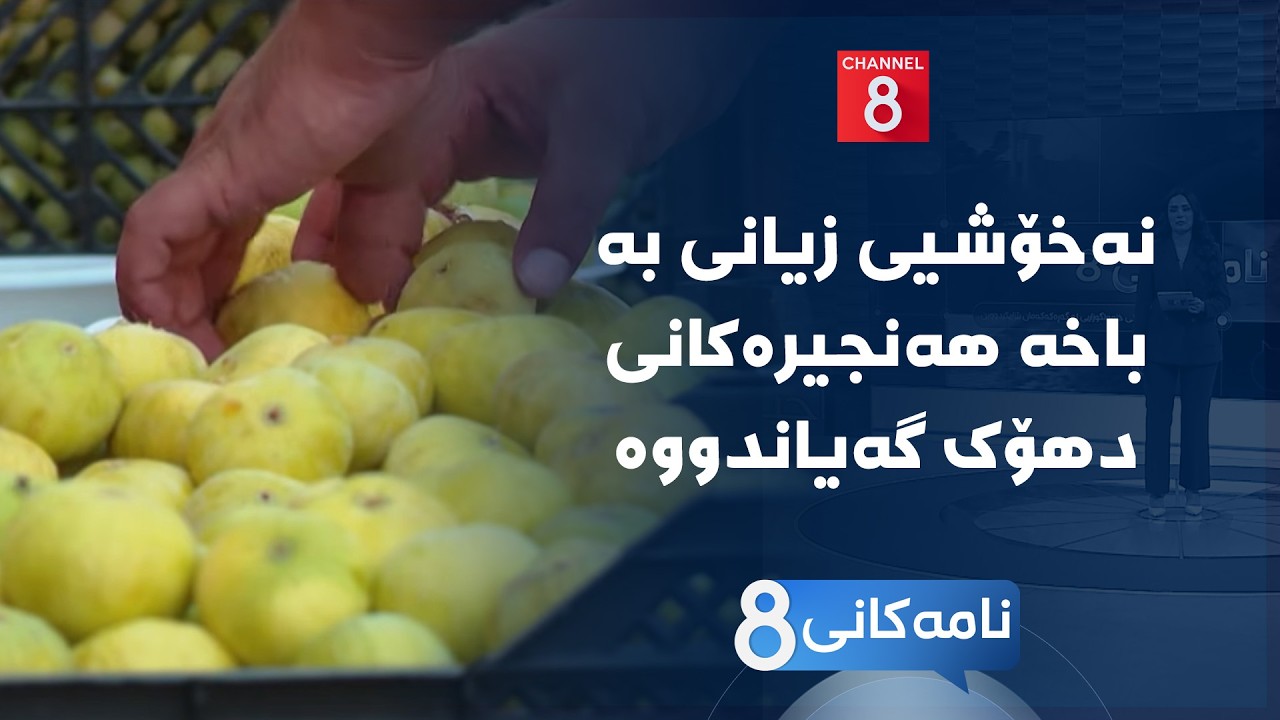 ڤیدیۆ | نامەکانی8 - نەخۆشیی زیانی بە باخە هەنجیرەکانی دهۆک گەیاندووە
