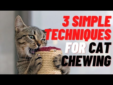 3 Simple Techniques For Cat Chewing