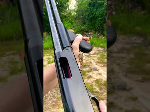 Winchester defender 12 gauge #shotgun #guns #birdshot #12gauge #buckshot #homedefense ￼