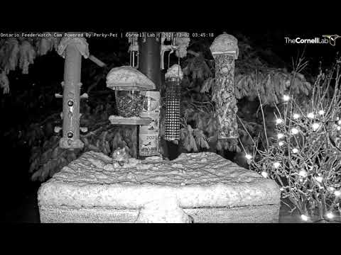 Blizzard Buffet For Flying Squirrel In Ontario – Dec. 2, 2021