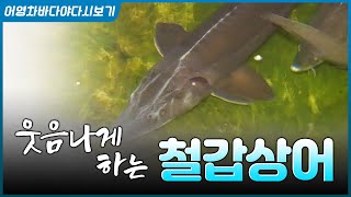 처음에는 망할 줄 알았죠~ 물 온도 맞춰... 물고기 입맛 맞춰... 이제 잘 키워 놨으니 캐비어 한번 뽑아…