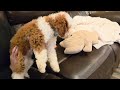 Mini Bernedoodle dogs for sale: EMMA - FEMALE Mini Bernedoodle 2 - Video 2