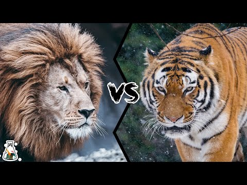 BARBARY LION VS SIBERIAN TIGER - Who Would Win?