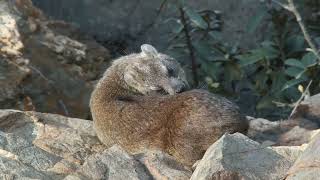 Rock Hyrax Grooming | Ranger Insights