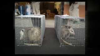 preview picture of video 'Pest Control Turlock CA 95380 209-456-5665 Pest Prevention'