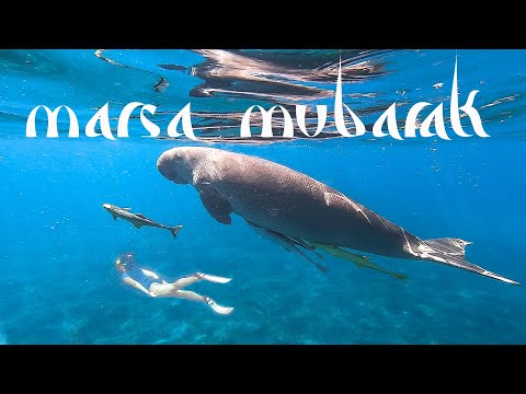 merülés erekció után