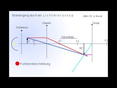 Light microscope (simplified)