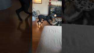 Video preview image #1 American Staffordshire Terrier-Unknown Mix Puppy For Sale in Minneapolis, MN, USA