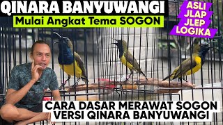 Download lagu UNVEILED HERE ⁉️ BASIC & LOGICAL WAYS TO CARE FOR SOGON BIRD UNTIL IT CHOOSES mp3