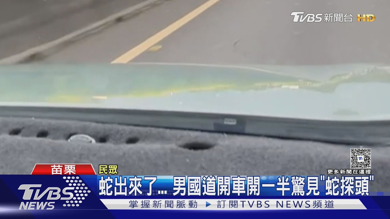 國道驚魂!小蛇突「探頭」 專家:進引擎室恐致發電機皮帶壞