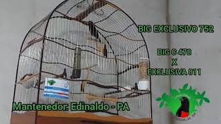 BIG EXCLUSIVO 752 - BIG C 478 X EXCLUSIVA 811 - CRIATÓRIO PRORROGAÇÃO