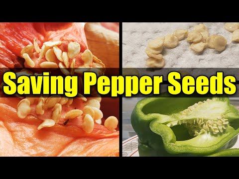How To Save Pepper Seeds - Garden Quickie Episode 18