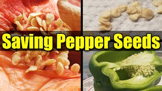 How To Save Pepper Seeds - Garden Quickie Episode 18