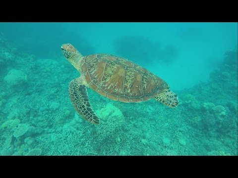 Diving and Snorkeling the Great Barrier Reef (GoPro Footage) - Deep Sea Divers Den, Cairns