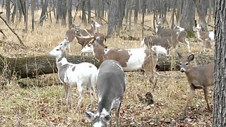 Rare Piebald/Calico Whitetail Deer Herd