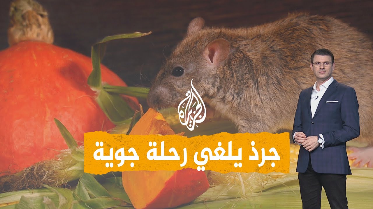 شبكات | جرذ ضخم يلغي رحلة جوية ويثير هلع الركاب