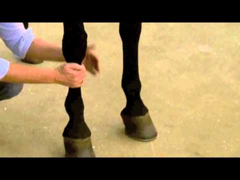 Using Absorbine Veterinary Liniment