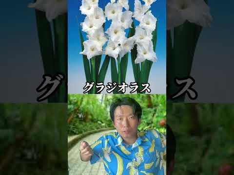 太陽に満ちたプランター用の植物: トップ 5 + おまけに熱波に最も強い花も！  庭園