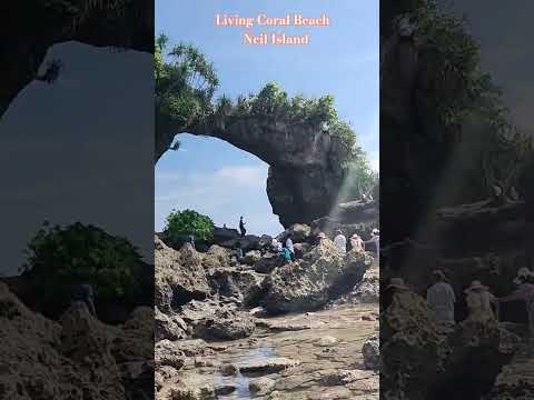Living Coral Beach, Neil Island #lakshmanpurbeach2#corals#seabeaches#naturelovers #andaman