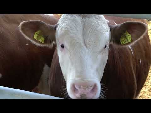 Cattle farming - meat production