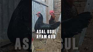 Download lagu Apa Itu Ayam KUB Asalnya Darimana? #shorts #ayamkampung mp3 Download lagu Apa Itu Ayam KUB Asalnya Darimana? #shorts #ayamkampung mp3