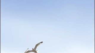 Timo Tolkki - Divine