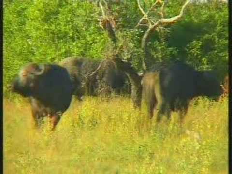 Cape Buffalo at Djuma Video 1 of 3