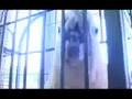 Parrot Commercial