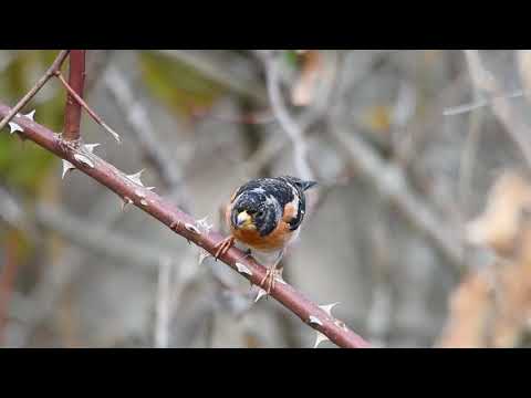 AVIFAUNA 2019 VOL I