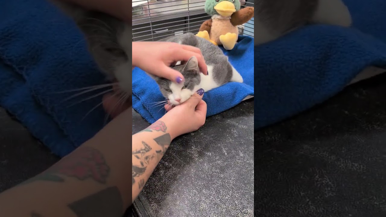 Enlarge Jasmine, a Adopted mixed breed in Mount Carmel, IL video 5/6