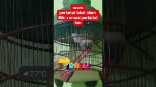 Download lagu Suara perkutut lokal alam bikin emosi perkutut lain3314 mp3
