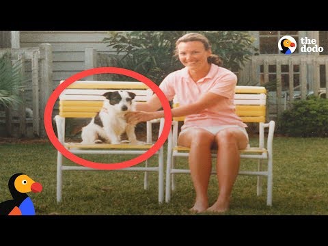 Un perro fantasma visita a una familia en forma de espíritu | El Dodo