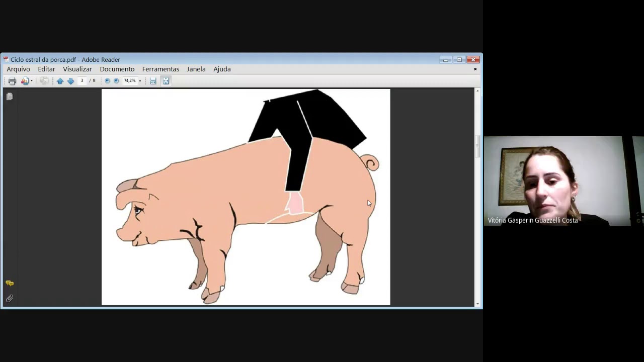 Ciclo estral da porca