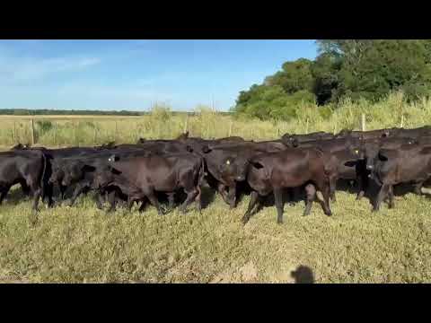 Terneros/as en Villa Escolar, Formosa