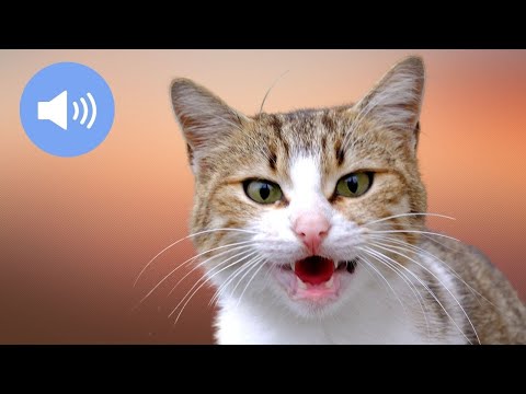 🦊 CATS MEOWING - Make Your Cat or Dog Go Crazy! - Sound Effect