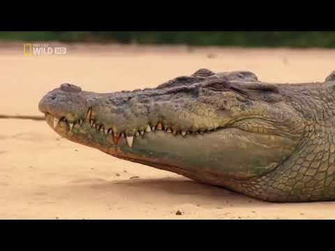 Australiens  gefährliche Tiere   Krodile Doku deutsch