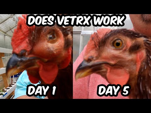 , title : 'How to Treat Respiratory Infection and Eye Swelling in Chickens with VetRX non-antibiotic.'