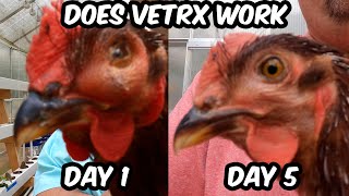 How to Treat Respiratory Infection and Eye Swelling in Chickens with VetRX non-antibiotic.
